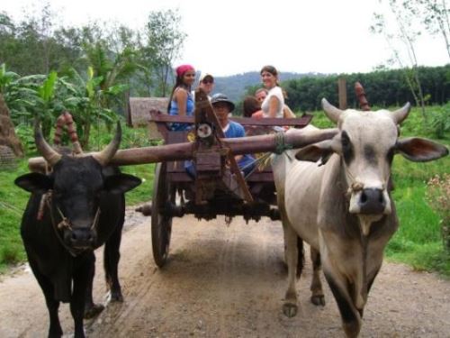 Oxcart