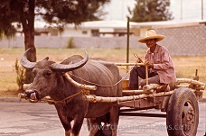 Buffalo Cart & Fishing Life